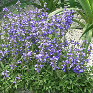 Salvia lavandulifolia - Sauge à feuilles de lavande | Achat producteur