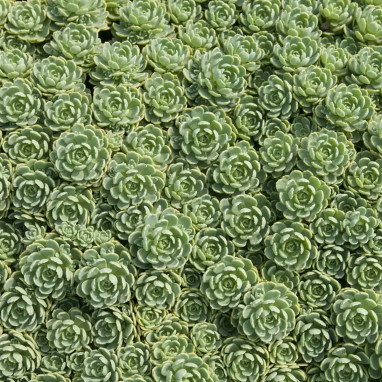 Sedum pachyclados - Sedum | Achat direct au producteur