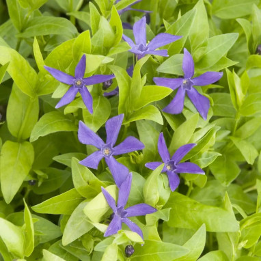 Vinca difformis 'Acutiloba' - Vinca | Achat direct au producteur