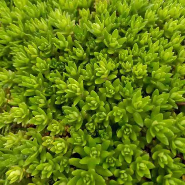 Sedum sarmentosum - Sedum | Achat direct au producteur