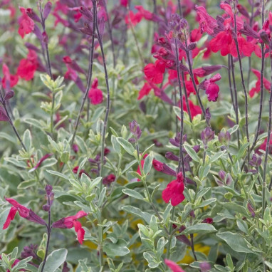 Salvia greggii 'Desert Blaze' - Salvia | Achat direct au producteur