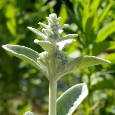 Stachys byzantina 'Silky Fleece' | Achat direct au producteur