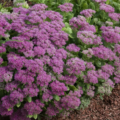 Sedum spectabile 'Carl' - Sedum | Achat direct au producteur