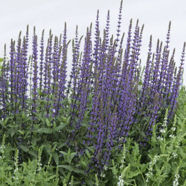 Salvia nemorosa 'New Dimension Blue' - Salvia | Achat producteur