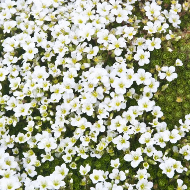 Saxifraga X arendsii 'Touran Large White' | Achat producteur