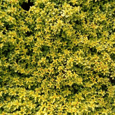 Thymus X citriodorus 'Golden Dwarf' - Thymus | Achat producteur