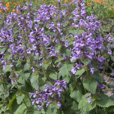 Stachys macrantha - Betonica | Achat direct au producteur