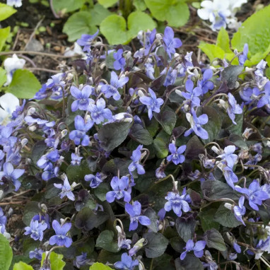 Viola labradorica - Viola | Achat direct au producteur