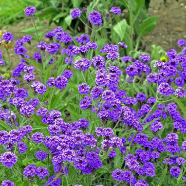 Verbena rigida (venosa) - Verbena | Achat direct au producteur