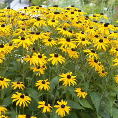 Rudbeckia fulgida 'Little Goldstar' - Rudbeckia | Achat producteur