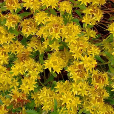 Sedum middendorffianum 'Diffusum' - Sedum | Achat producteur