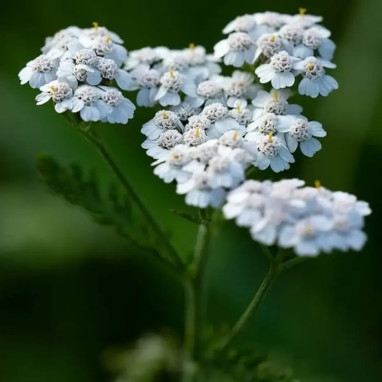 Achillea millefolium 'Proa' - Achillea | Achat direct au producteur