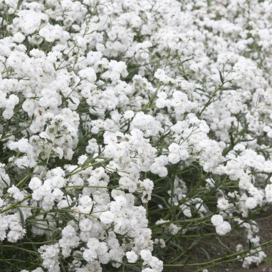 Achillea ptarmica 'Noblessa' - Achillea | Achat direct au producteur
