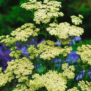 Achillea nobilis - Achillée noble | Achat direct au producteur