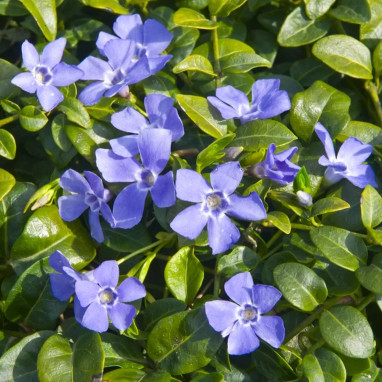 Vinca minor 'Hawaii' - Pervenche naine | Achat direct au producteur