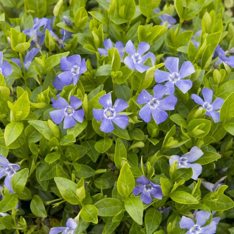 Vinca minor 'Hawaii' - Pervenche naine | Achat direct au producteur