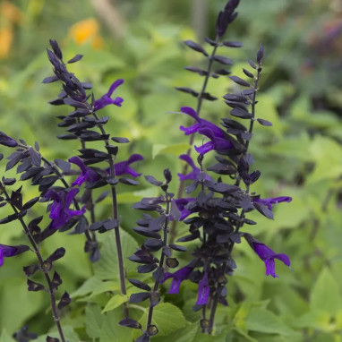 Salvia 'Amistad' - Salvia | Achat direct au producteur