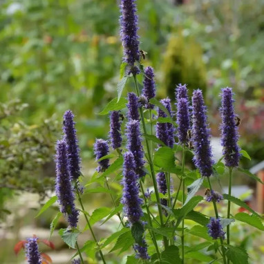 Agastache rugosa - Agastache | Achat direct au producteur