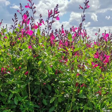 Salvia microphylla 'Cavalieri d'Alto' - Salvia | Achat producteur