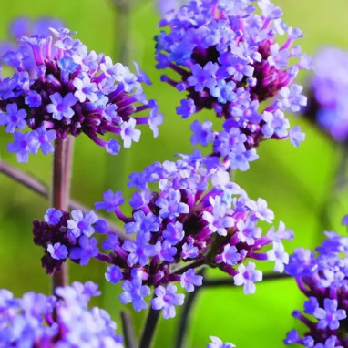 Verbena bonariensis 'Lollipop' - Verbena | Achat direct au producteur