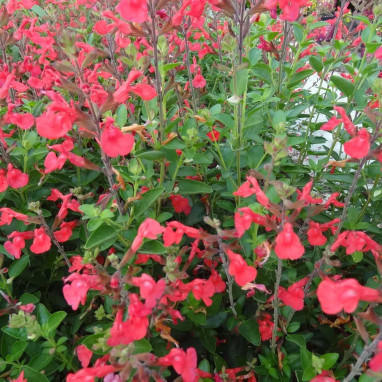 Salvia X jamensis 'Flammenn' - Salvia | Achat direct au producteur