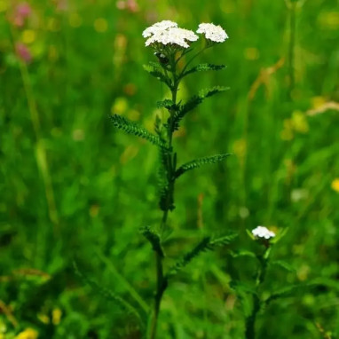 Achillea millefolium - Achillée millefeuille | Achat direct au producteur