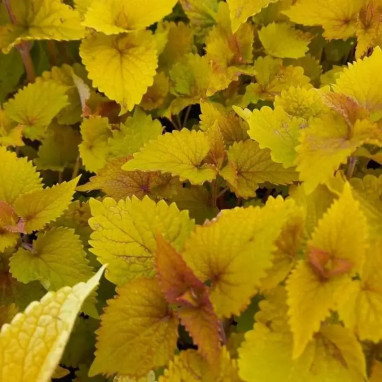 Agastache rugosa 'Golden Jubilee' - Agastache | Achat direct au producteur