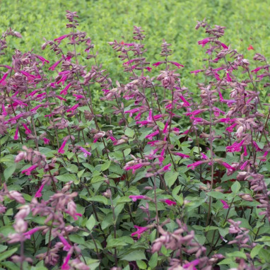 Salvia 'Wendy's Wish' - Sauge vivace | Achat direct au producteur