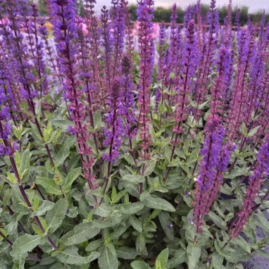 Salvia nemorosa 'Caradonna' - Salvia | Achat direct au producteur