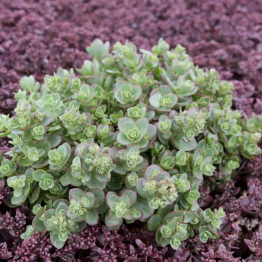 Sedum SUNSPARKLER 'Lime Zinger' - Sedum | Achat producteur