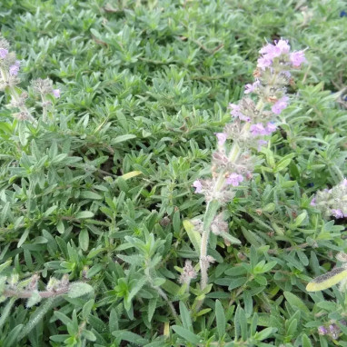 Thym de Pannonie - Thymus pannonicus | Achat direct au producteur