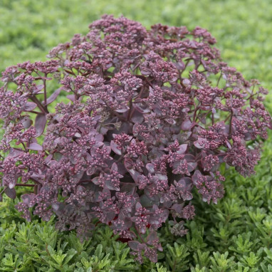 Sedum SUNSPARKLER 'Cherry Tart' - Sedum | Achat producteur
