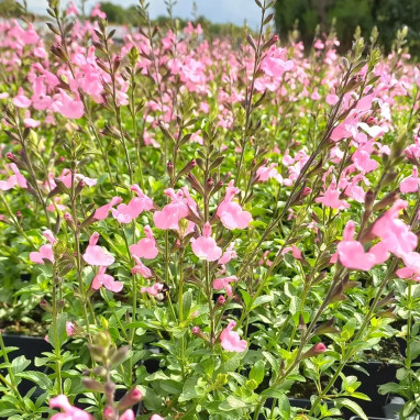 Salvia x jamensis 'Lily Rose' - Salvia | Achat direct au producteur