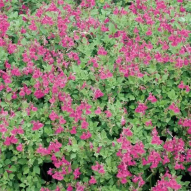 Salvia microphylla 'Cerro Potosi' - Salvia | Achat producteur