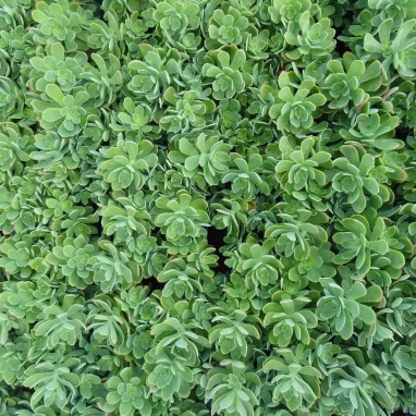 Sedum palmeri - Sedum | Achat direct au producteur