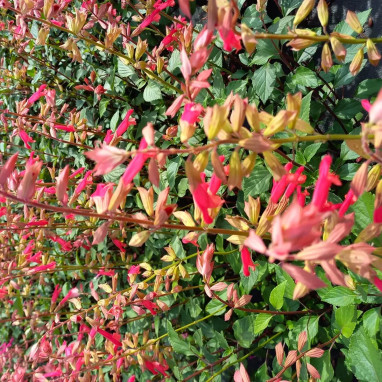 Salvia EMBER'S WISH - Sauge vivace | Achat direct au producteur