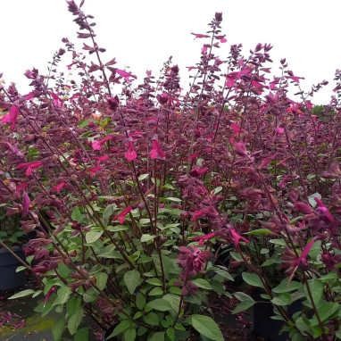 Salvia Love and Wishes - Salvia | Achat direct au producteur