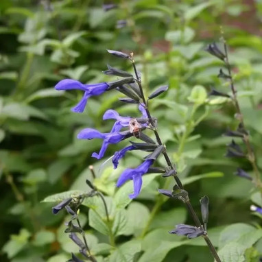 Salvia guaranitica 'Black & Bloom' - Sauge | Achat producteur