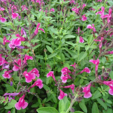 Salvia greggii 'Icing Sugar' - Salvia | Achat direct au producteur