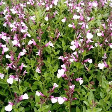 Salvia greggii 'Joy' - Sauge de Gregg | Achat direct au producteur