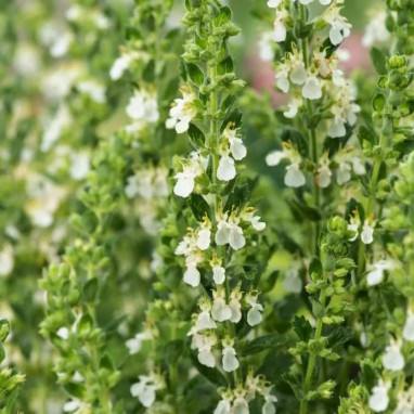 Teucrium chamaedrys 'Album' - Teucrium | Achat direct au producteur