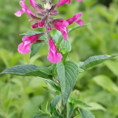 Salvia buchananii - Sauge vivace rouge | Achat direct au producteur