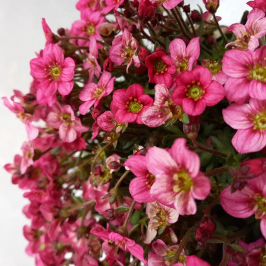Saxifraga X arendsii Alpino Early Carnival | Achat producteur
