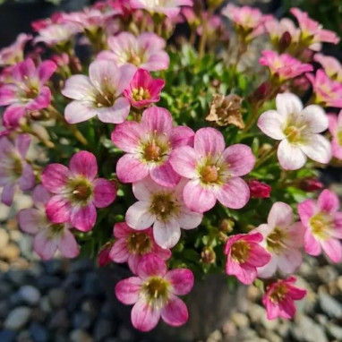 Saxifraga 'Alpino Early Picotee' - Saxifraga | Achat producteur