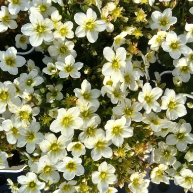 Saxifraga X arendsii 'Alpino Early Lime' | Achat direct au producteur