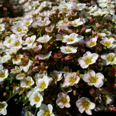 Saxifraga X arendsii 'Alpino Early White' | Achat direct au producteur