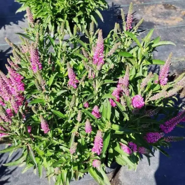 Veronica spicata Bubblegum Candles - Veronica | Achat producteur