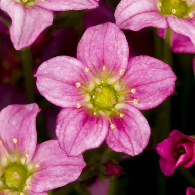 Saxifraga X arendsii 'Alpino Early Pink' | Achat producteur