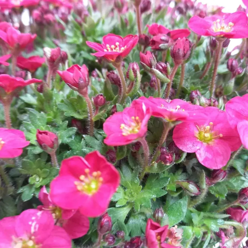 Saxifraga X arendsii 'Alpino Early Pink' | Achat producteur