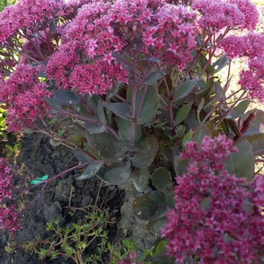 Sedum 'Class Act' - Sedum telephium | Achat direct au producteur
